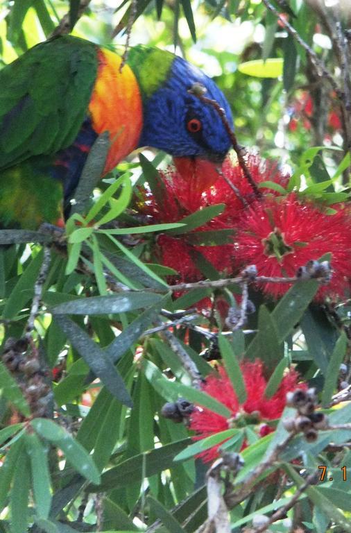 Torquay Terrace Bed & Breakfast Bed & Breakfast Hervey Bay